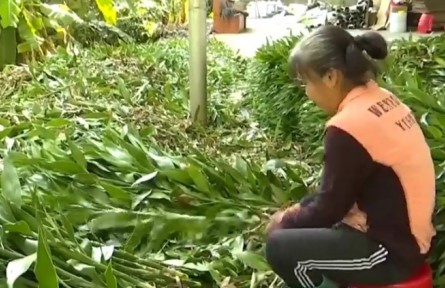 海南?？谙虂泶澹焊毁F竹鋪就致富路 村民生活節(jié)節(jié)高