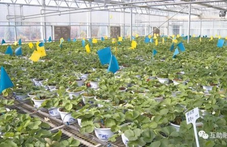 青?；ブ焊咴葺N植帶動農(nóng)民增收致富