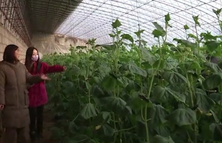 遼寧葫蘆島：山村里的“常駐專家”