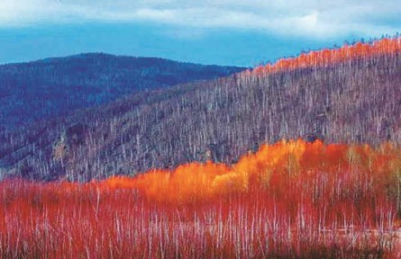 物種故事 | 鉆天柳：夏綠冬紅的我，是冰雪世界中亮麗的風(fēng)景