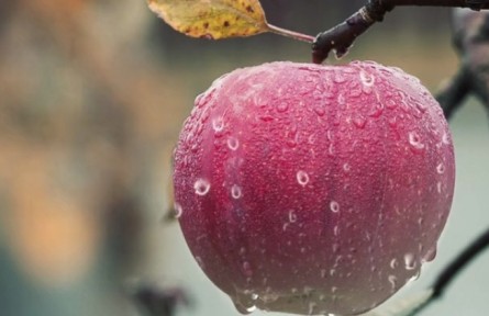 蘋果樹發(fā)生老翹皮、腐爛病應(yīng)如何處理？