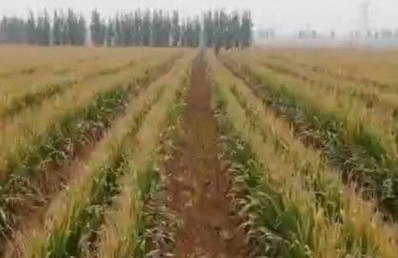 山東：系統(tǒng)推廣大豆玉米帶狀復(fù)合種植技術(shù) 維護國家糧油安全
