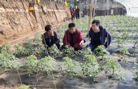 遼寧省農(nóng)業(yè)科學(xué)院科技共建蔬菜團(tuán)隊(duì)到鐵嶺、撫順開(kāi)展技術(shù)服務(wù)