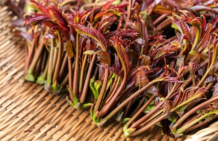 香椿美味營養(yǎng)好卻含有亞硝酸鹽？ 吃香椿前，千萬別忘記這一步
