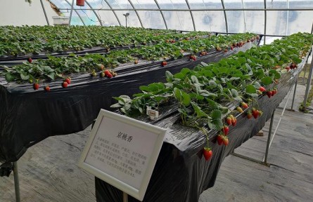 北京昌平86個草莓品種進行試種篩選，豐富品類助農(nóng)增收