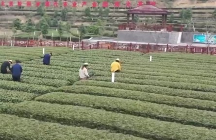 湖北宜昌：早春茶進(jìn)入采摘季 茶農(nóng)爭(zhēng)采搶先機(jī)