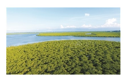 我國(guó)紅樹林面積持續(xù)增加