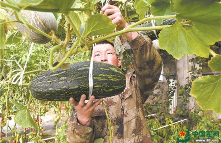 餐桌天天“見綠”，我軍高原部隊(duì)鮮菜保障能力大幅提升