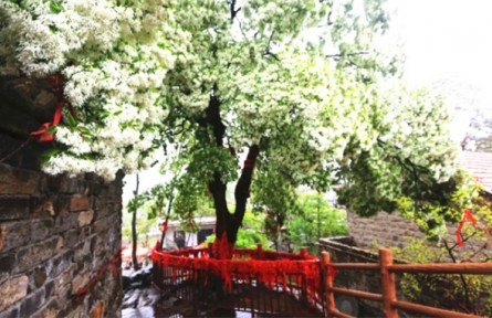 山東省臨沂市費縣：打造樣板示范區(qū) 激活鄉(xiāng)村振興“一池春水”
