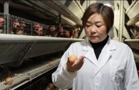 王敏：創(chuàng)辦示范養(yǎng)殖場 帶領村民致富?