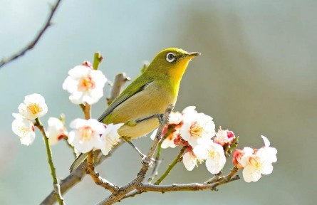 春分：燕子來時(shí)，陌上花開