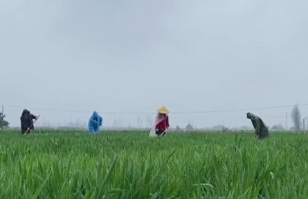 ?“倒春寒”來襲 湖北做好應(yīng)對保春耕