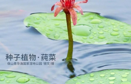 物種故事 | 莼菜：吃野生的我是違法的！