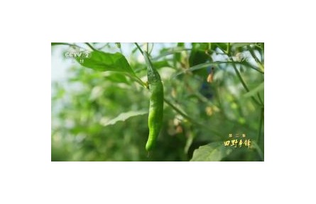 六級大型紀(jì)錄片《種子  種子》| 第二集：田野爭鋒