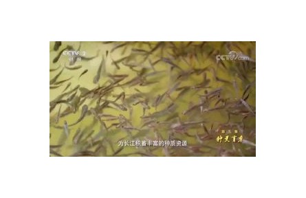 六級大型紀(jì)錄片《種子 種子》| 第五集：種靈育秀