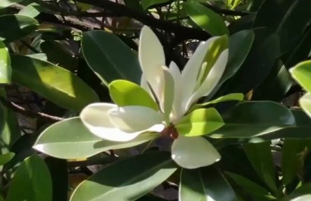 難得一見！這株極危物種30多年來(lái)第一次開花