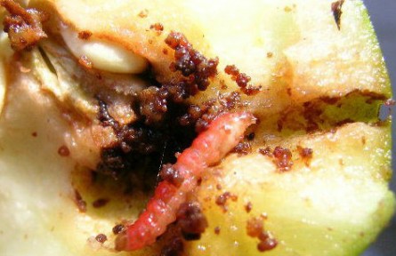 梨小食心蟲迷向絲，讓果樹“心病”有的治