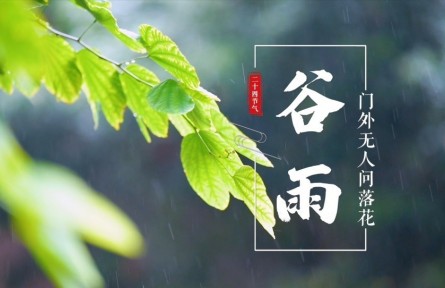 谷雨，門外無人問落花