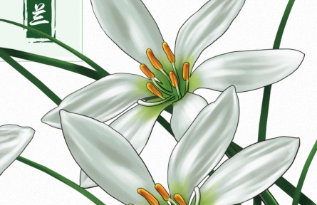 物種故事 | 蔥蘭：形似小蔥，翠葉白花，它開出了人間煙火的浪漫