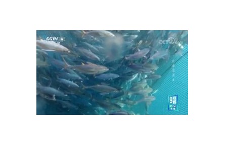 《大海追魚》第4集 人魚之爭(zhēng)