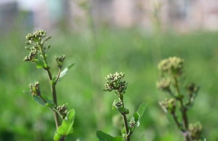 油菜防澇 開(kāi)好“三溝”