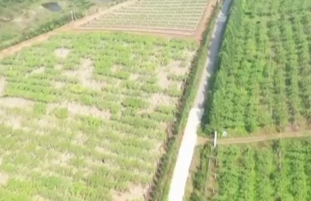 重慶潼南：節(jié)成本 提效率 麥浪滾滾機收忙