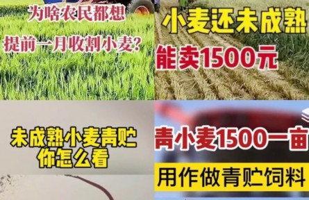 青小麥?zhǔn)崭町?dāng)飼料賣，一畝1500元？農(nóng)業(yè)農(nóng)村部：嚴(yán)查毀麥行為！