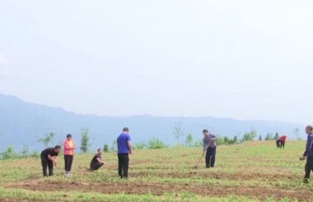 重慶 湖北 福建等地進(jìn)入夏管夏收大忙時節(jié) 加強(qiáng)田間管理 為全年增產(chǎn)豐收打好基礎(chǔ)