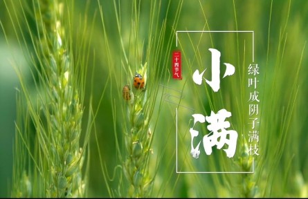 小滿，綠葉成陰子滿枝