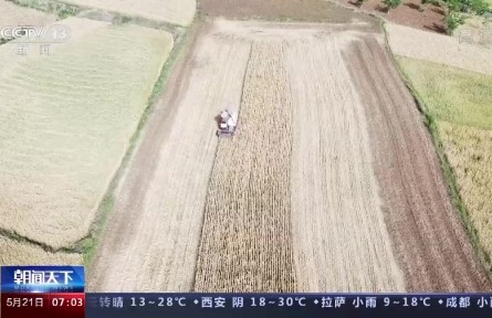 小滿小滿，麥粒漸滿！我國夏糧豐收在望