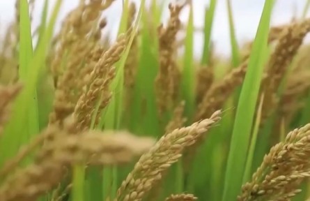 全國多地開啟大規(guī)?！昂Ｋ尽辈逖?></a></td>
<td align=