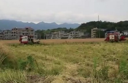 湘西：油菜豐收 機(jī)械化助力顆粒歸倉