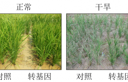 減少“水孔”！中國科學家發(fā)現(xiàn)讓水稻更抗旱的新基因