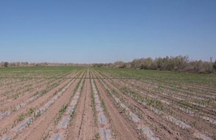 新疆兵團(tuán)：發(fā)展特色種植 走上幸福路