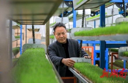 湖南岳陽金興村：誰知盤中餐，粒粒皆“智慧”
