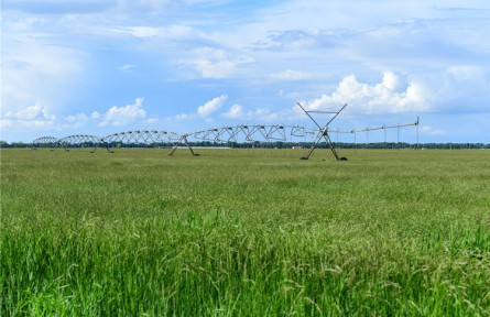 科技興草  科爾沁草業(yè)發(fā)展、草原“逆襲”