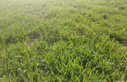 陜西武功：“科技?jí)衙纭迸嘤?xùn) 助力農(nóng)業(yè)增效增收