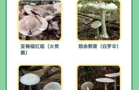 辟謠 | 男子用銀鐲試野蘑菇，仍中毒進醫(yī)院！判斷毒菌有兩大金標(biāo)準(zhǔn)