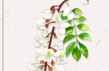 物種故事 | 刺槐：槐花滿(mǎn)院氣，松子落階聲