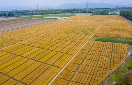 北京昌平：夏收時(shí)節(jié)，“麥”向豐收