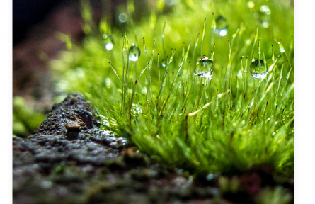 名言 | 袁枚：苔花如米小，也學(xué)牡丹開