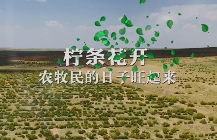 說(shuō)說(shuō)我的綠色獲得感 | 檸條花開，農(nóng)牧民的日子旺起來(lái)