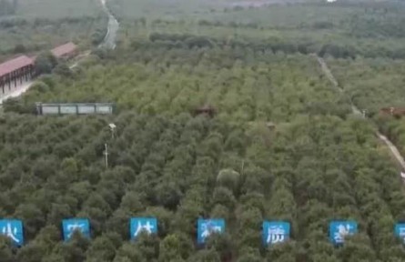 我國(guó)木本油料種植面積超過2億畝