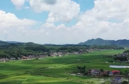 【在希望的田野上·三夏時(shí)節(jié)】精細(xì)高效管理 農(nóng)作物長(zhǎng)勢(shì)良好