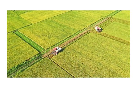 稻區(qū)“雙搶”忙，豐收有保障