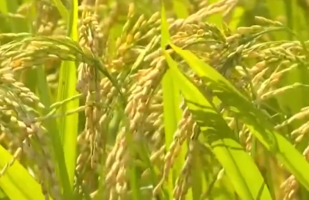 全國早稻收獲已過四成 總體進展順利