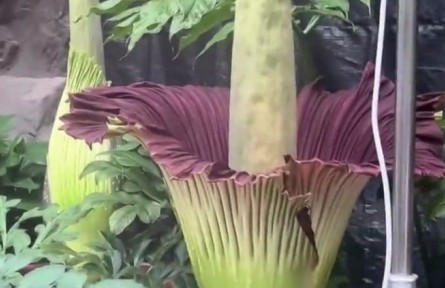 花還有臭的？“臭美”巨魔芋了解一下！