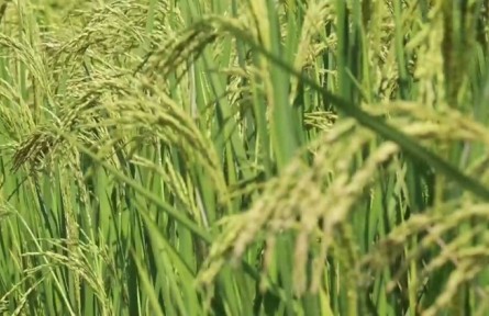 廣東韶關(guān)：水稻植株高達2.2米，乳源巨型稻試種成功