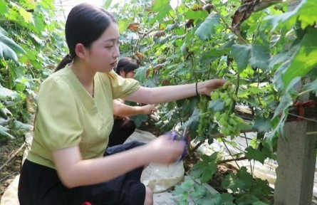 山東省濱州市特色農(nóng)業(yè)“金鑰匙”打開(kāi)農(nóng)民“致富門”