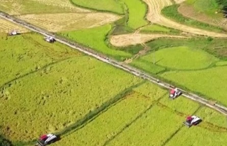 重慶：大面積水稻提前成熟 機械化加快收割進(jìn)度